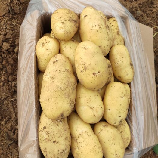 滕州市荷兰15  优质荷兰十五土豆