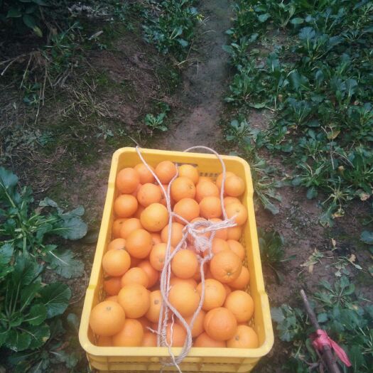 灵川县 橙子蜜香橙