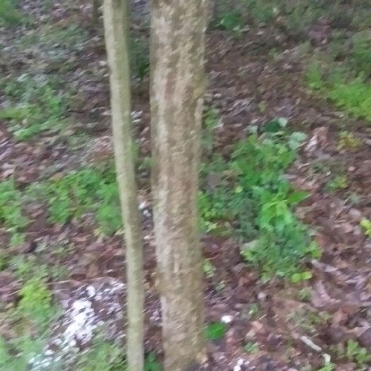 慈利县无患子树  无患子适应各地栽培是农村丘陵地区致富一条路子