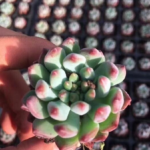 藍蘋果