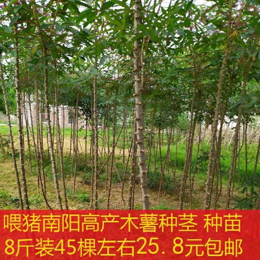 容县 喂猪高产木薯种苗 白皮白肉木薯种茎苗 成活率高