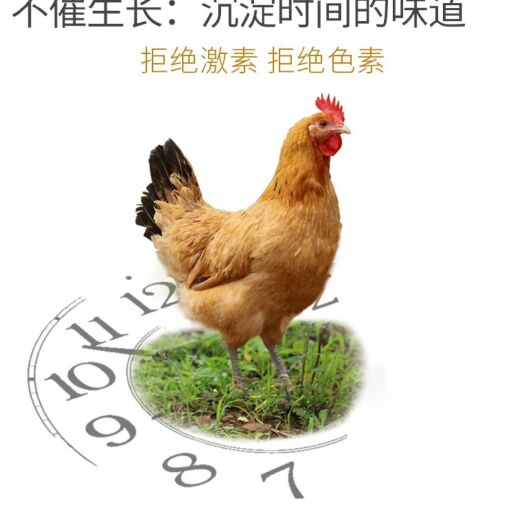大庆土鸡 2斤以下 母 