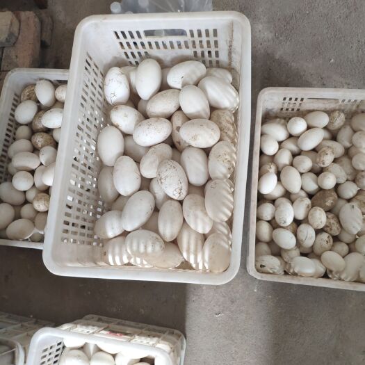  农家散养新鲜鹅蛋批发长期大量供货