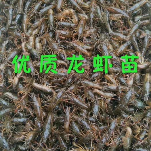 潜江市小龙虾苗  潜江龙虾苗  虾苗湖北  一手货源  质量好