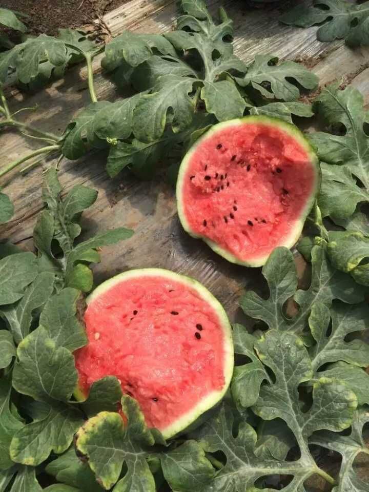  山东精品西瓜大量上市供应