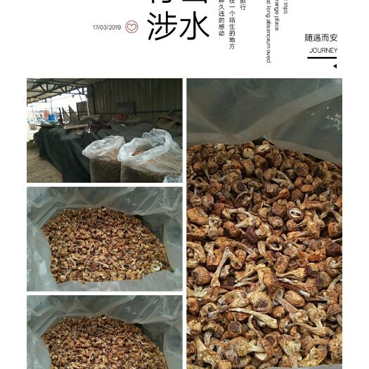 曲周县干姬松茸 :邯临路姬松茸