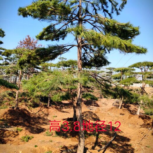济南造型松 3米以上