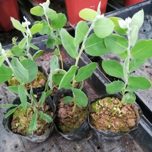 佛山银叶金合欢苗庭院园林绿化速生树种观花观叶植物