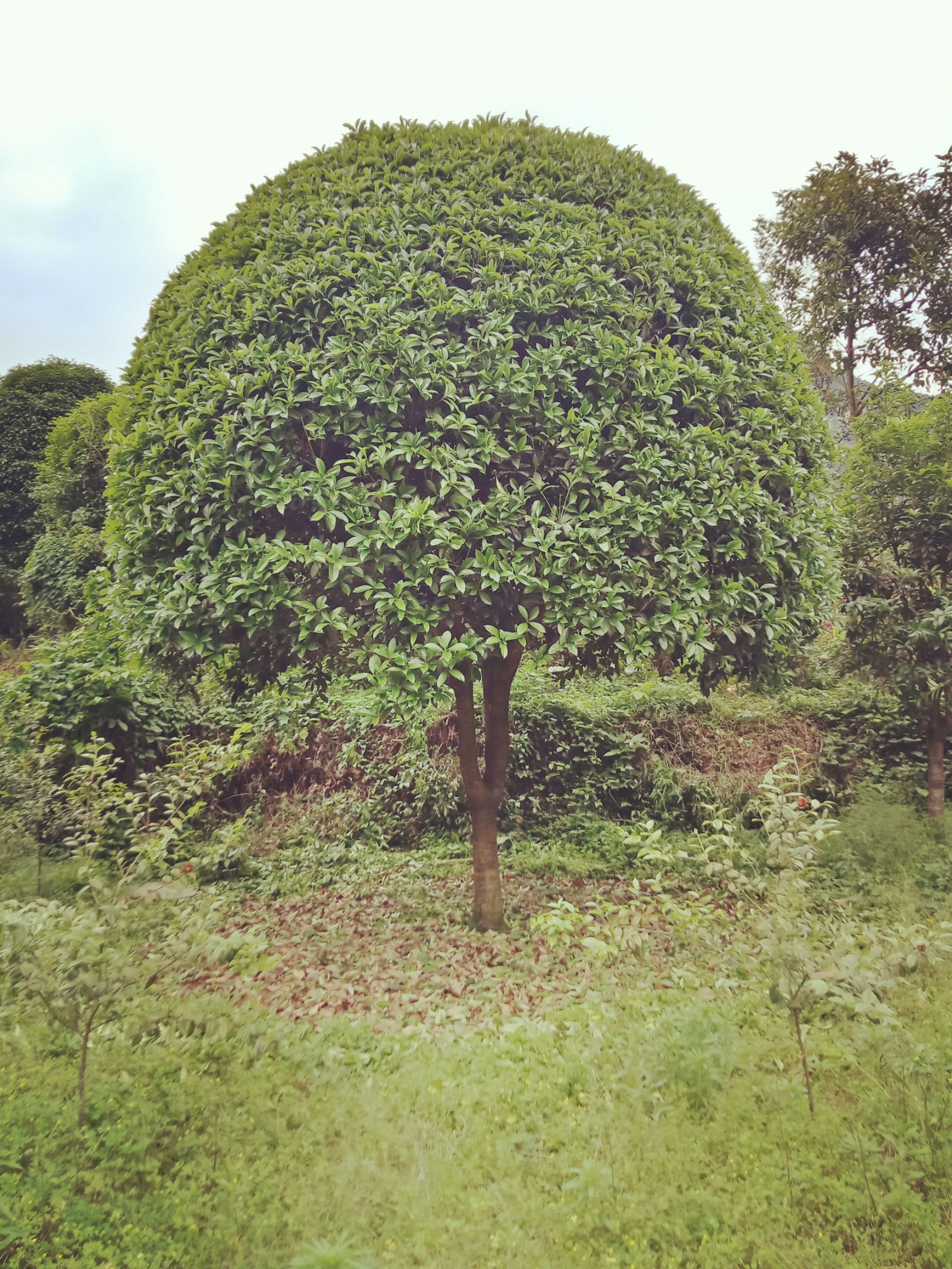 八月桂