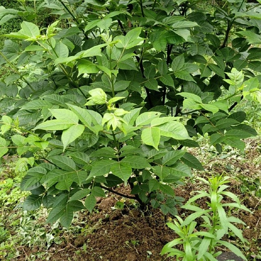 永福县吴茱萸苗 苗