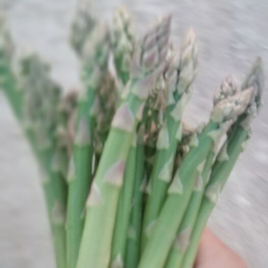武威 有机肥种的芦笋