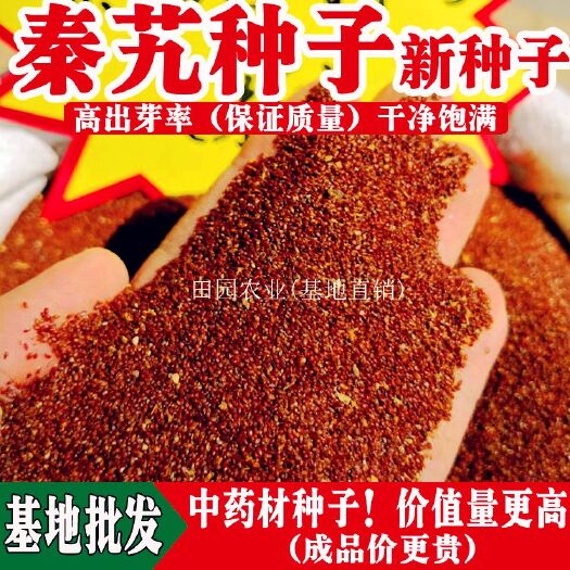 昆明 云南秦艽种子/秦究(新种籽)种苗/高出芽率 基地直销