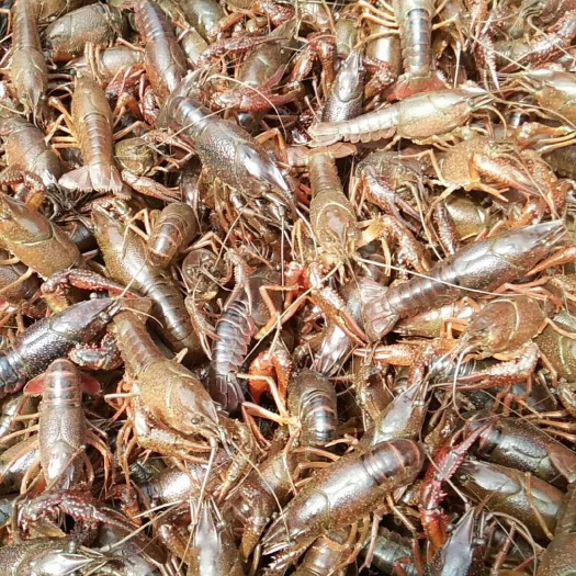 沭阳县 清虾苗