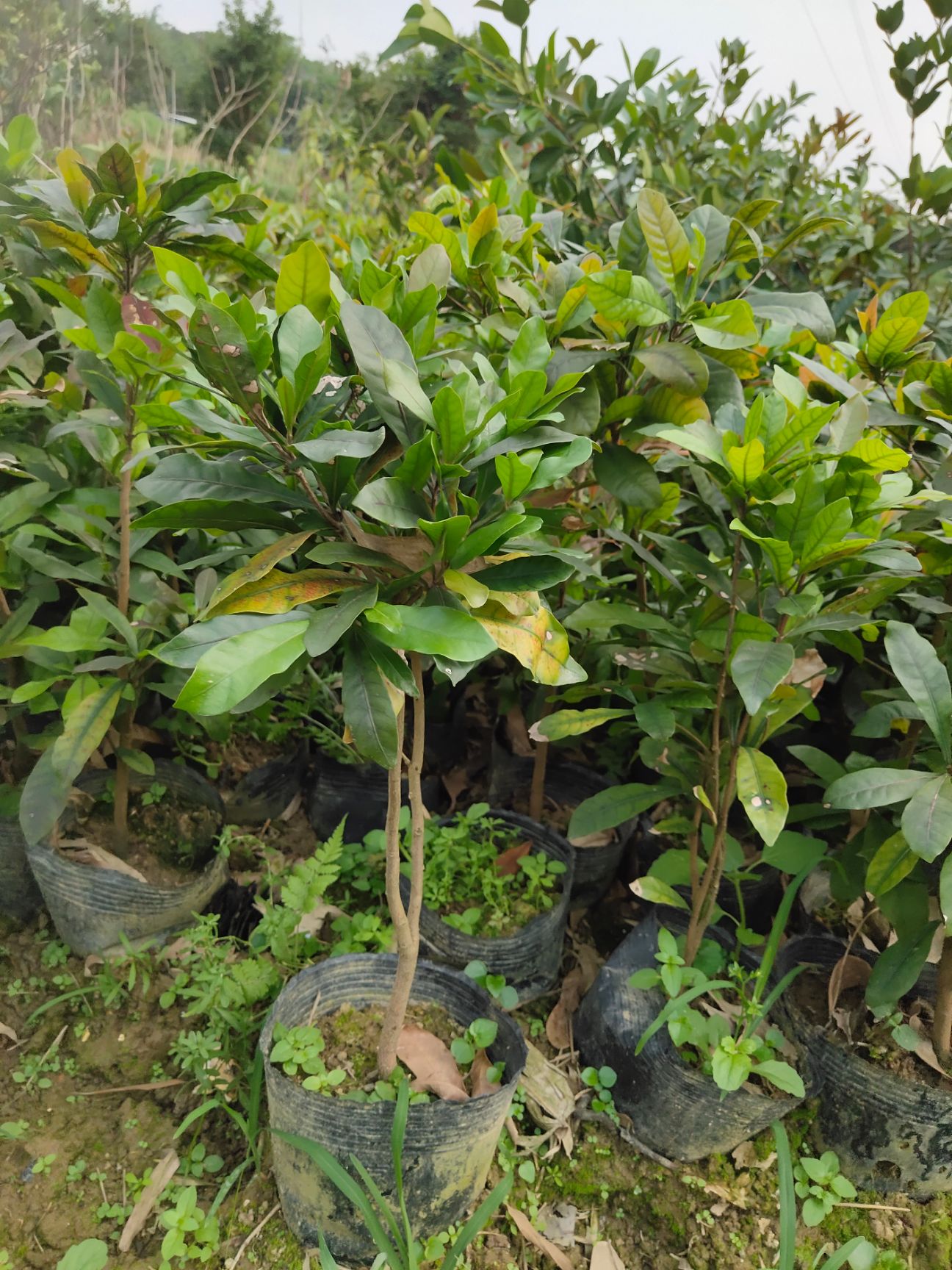 神秘果苗 神秘果树苗四季开花变味果庭院种植阳台盆栽