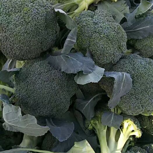 临海市 大型西兰花种植户:自产自销，品种良好，质量保障，常年批发