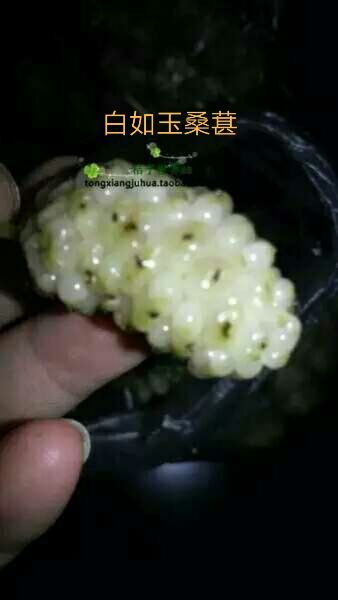 厦门白玉王桑树苗