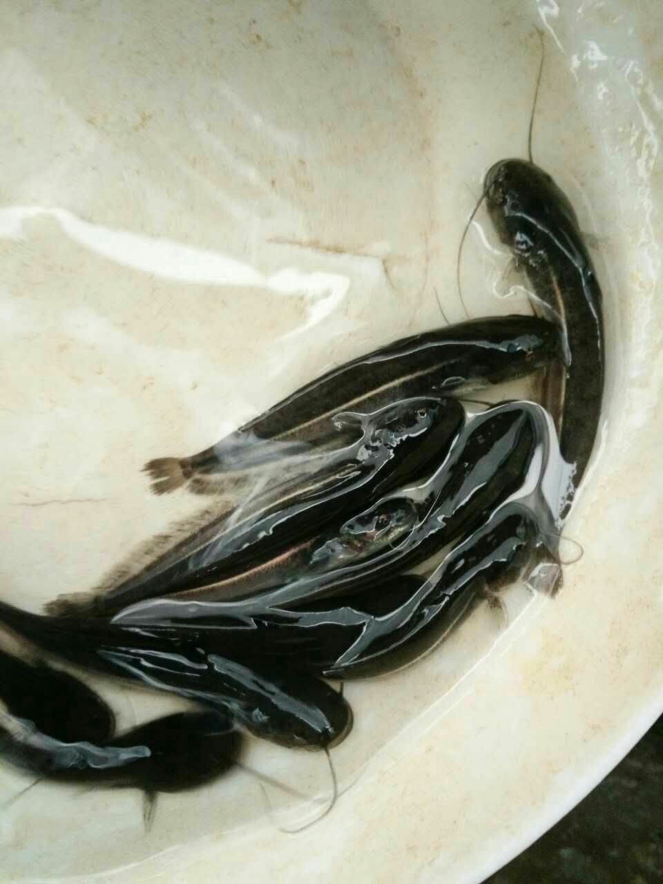 胡子鲶  大量现货批发黄鲶鱼苗