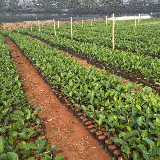 芒市 大量出售四季菠萝蜜苗（脆麻榔）苗
