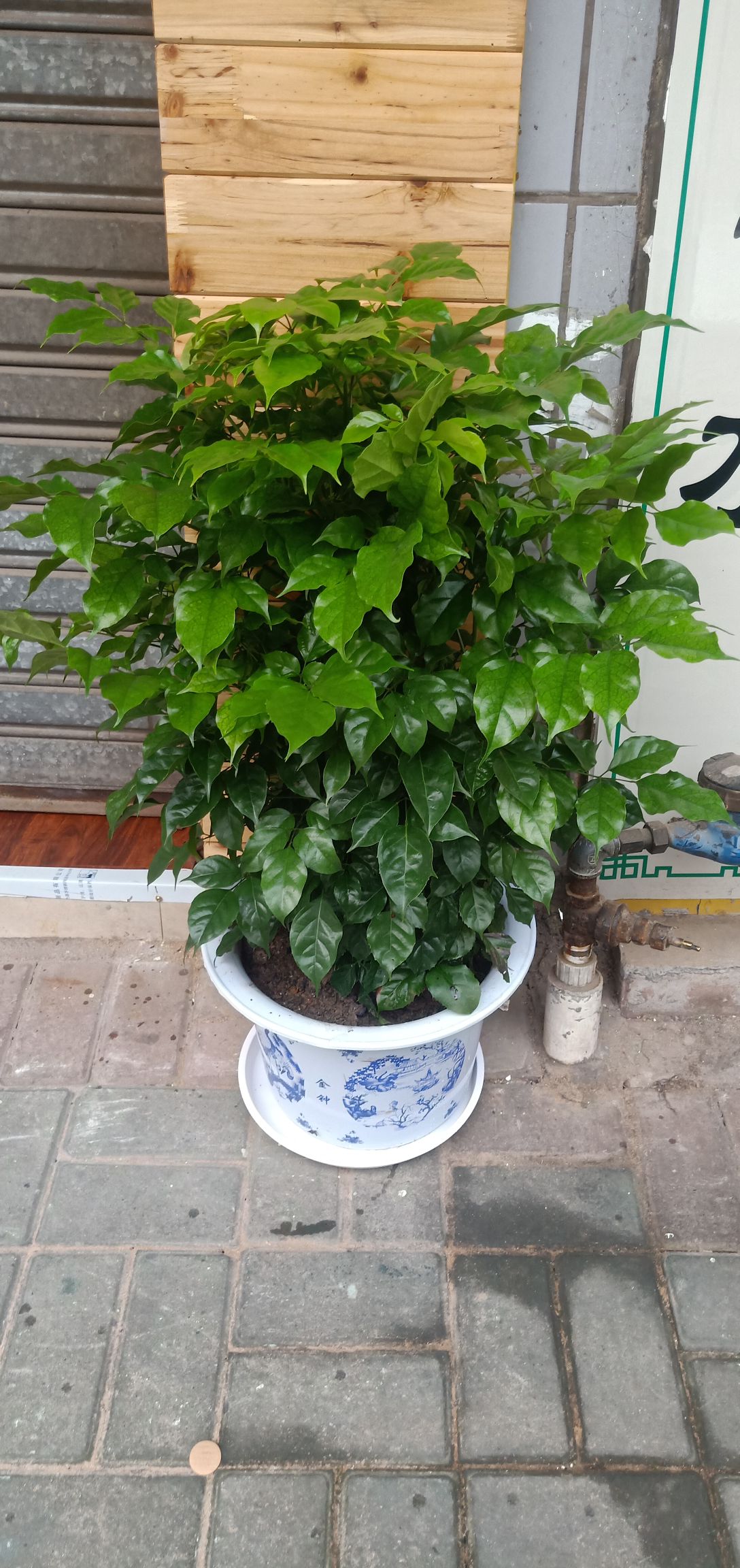 幸福树盆栽 幸福富贵树 **静气 是一种很好的室内装饰绿植，可以起到装饰