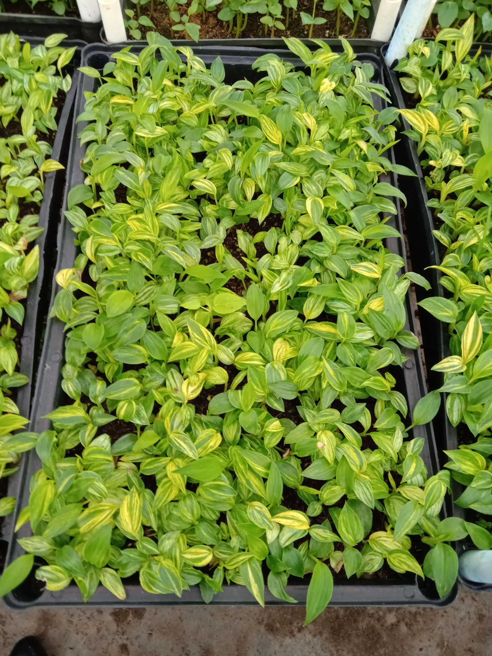 佛山花叶姜苗  庭院地被彩叶植物