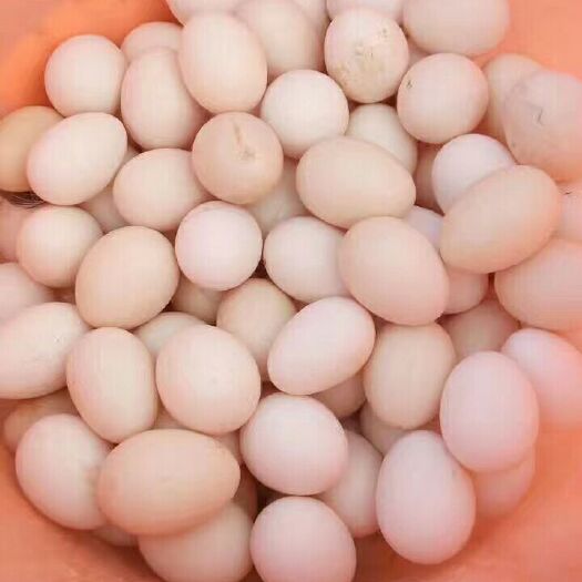 桂林土鸡蛋 食用 箱装 