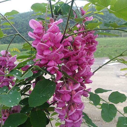 十堰 自产自销天然槐花蜜