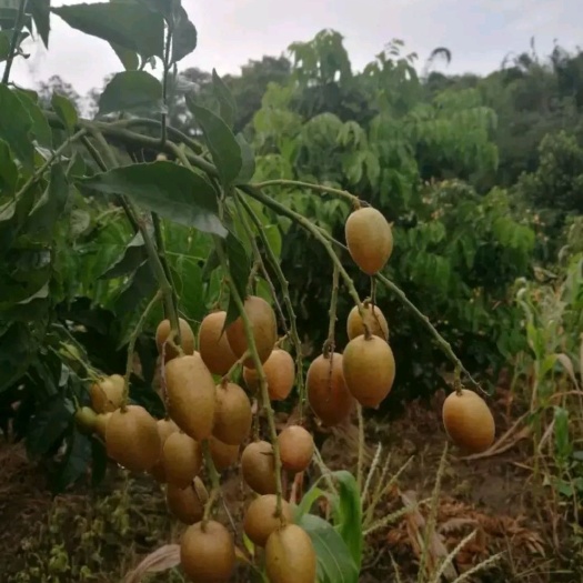 灵山县无核黄皮果苗 无核黄皮苗