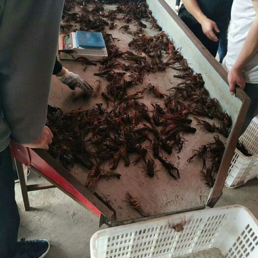 常德水产方箱 稻田清水小龙虾上市啦，肉爆满