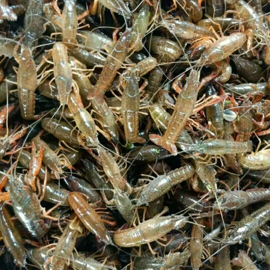 济宁 微山湖龙虾苗