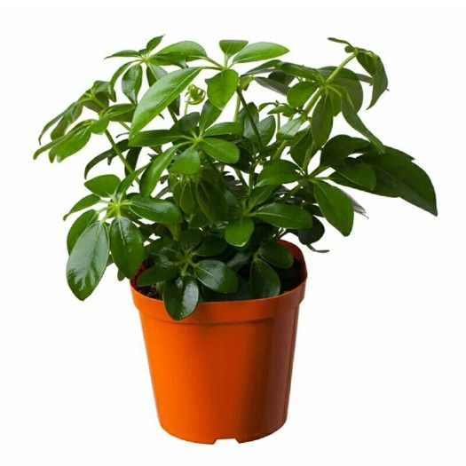 沭阳县 鸭脚木鸭掌木七叶莲绿植小盆栽观赏植物办公室内盆景吸甲醛防辐射