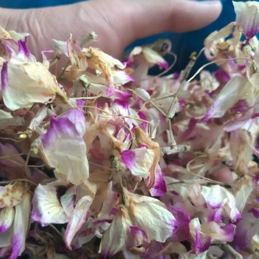 赤水市金钗石斛花 赤水药用金钗石斛干花