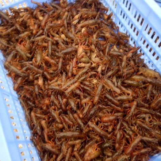 桂林 小龙虾苗