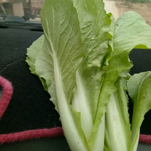 曹县 小白菜，上海青， 基地直供，保质保量，欢迎各地老板前来考察