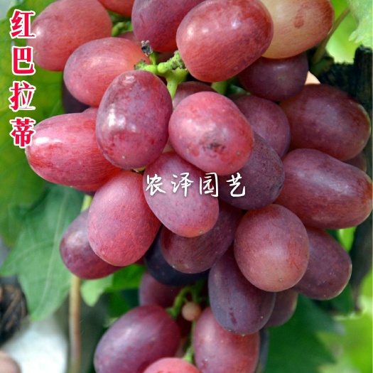 平度市红巴拉多葡萄苗红巴拉蒂葡萄早熟大棚葡萄苗批发保证纯度和成活率