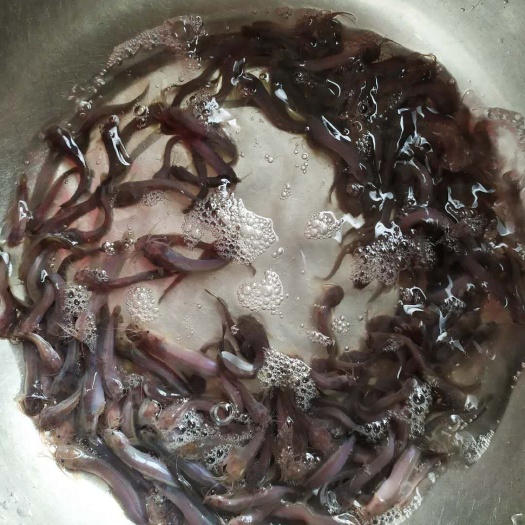 广州本地塘鲺 塘虱鱼苗
