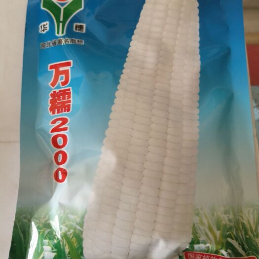 中卫糯玉米种子 好吃，棒子大。