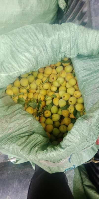 桂林 生青梅酸梅