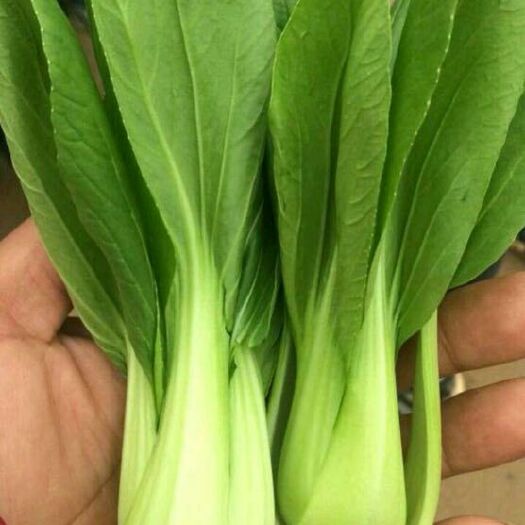 阳高县 精品小油菜