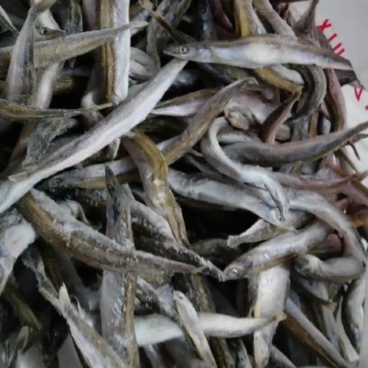 青岛小银鱼 琅琊玉筋鱼