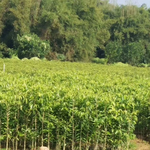 化州市 沉香苗大杯，嫁接，种植山头'
