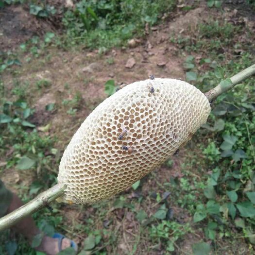勐腊县野生蜂蜜 小草蜂