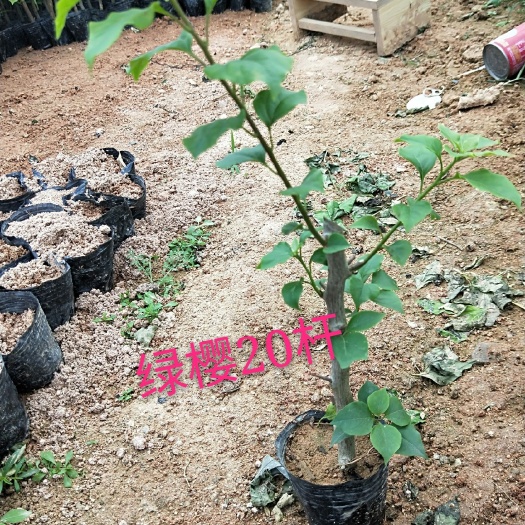 漳州绿樱三角梅 自家基地现货供应