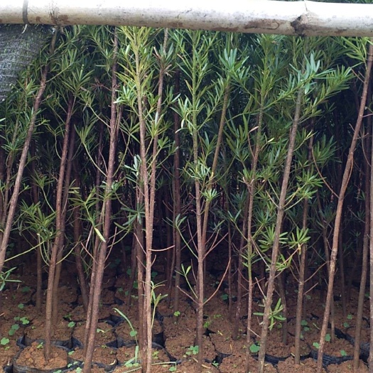 荔浦市罗汉松杯苗