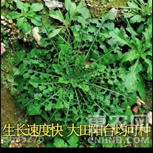 襄城县荠菜种子