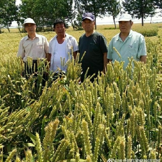 莘县小麦种子 富硒型优质高产小麦新品种妹先超1号