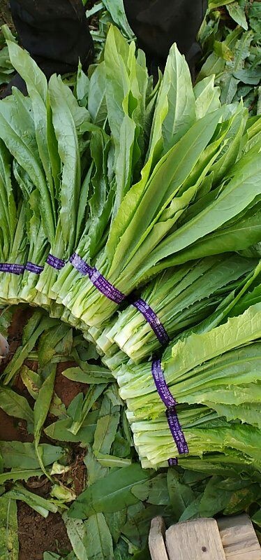曹县 油麦菜   上海青   小白菜
