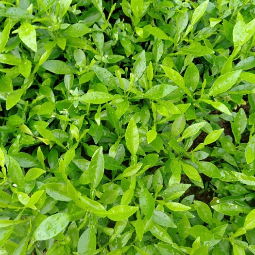 阳朔县香橙苗 香橙小苗，包邮免运费