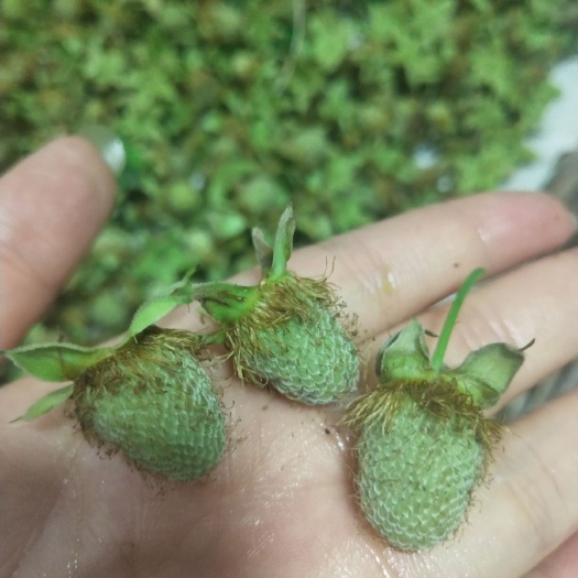 宁海县 覆盆子-树莓-草莓当季新鲜/可晒干/可大量供应种植药用