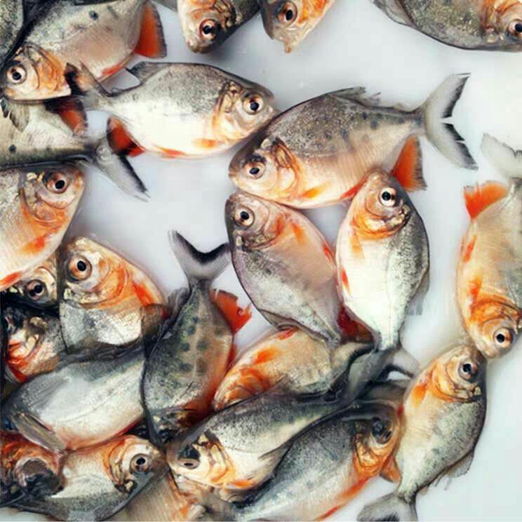 红鲳鱼苗  优品鲳鱼苗 白鲳小魚苗鲜活发货