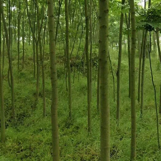 九江 最近3-15公分黄山栾树价格